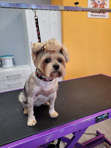 Solcan Peluquería Canina en Madrid