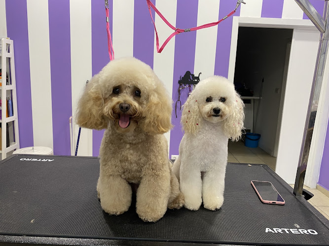 Sonia Estilismo Canino en Lugo