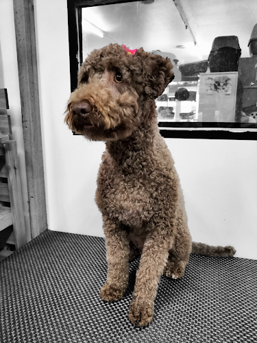 Sos Pelines / Peluquería Canina Coruña en A Coruña