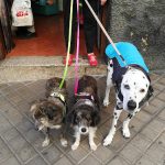 Spa Chuchos – Peluquería Canina en Las Palmas De Gran Canaria