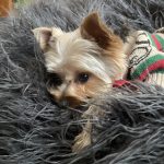 Spa Peludog – Peluquería Canina en Azuqueca De Henares