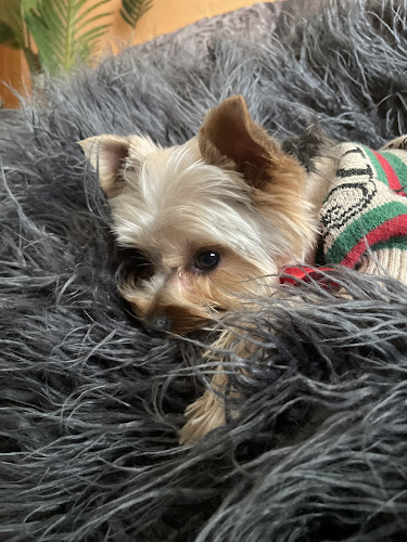 Spa Peludog en Guadalajara