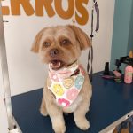 Spa Perros – Peluquería Canina en Ogíjares