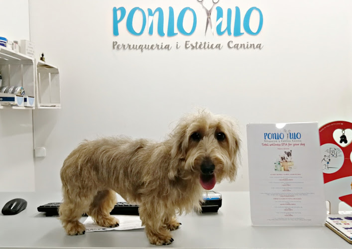 Spa Ponlo Xulo Peluquería Y Estética Canina Born en Barcelona