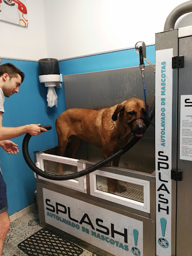 Splash! Autolavado Mascotas en Zaragoza