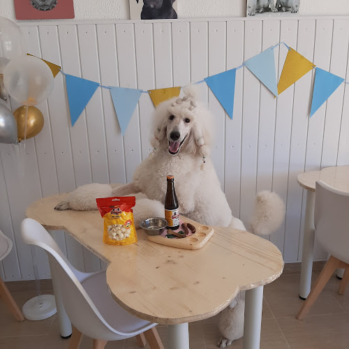 Star Dogs Vinaros en Castellón