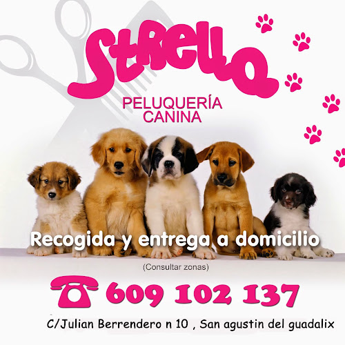 Strella Peluquería Canina en Madrid