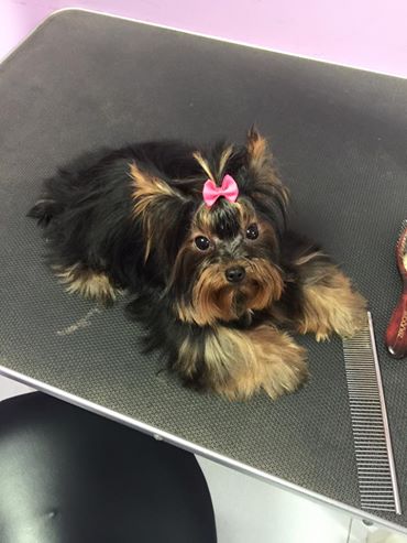 Styl Dog en Zaragoza