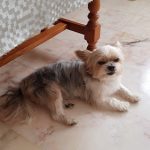 Stylecan Peluqueria Canina – Peluquería Canina en Torredembarra