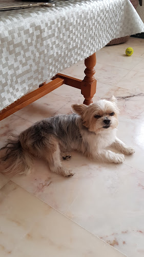 Stylecan Peluqueria Canina en Tarragona