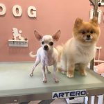 Sweet Dog • Perruqueria Canina – Peluquería Canina en Badalona