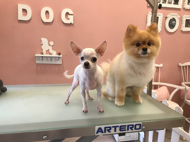 Sweet Dog • Perruqueria Canina en Barcelona