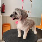 Taba Peluqueria Canina – Peluquería Canina en Palma