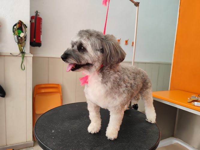 Taba Peluqueria Canina en Balearic Islands