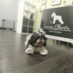Tamara Alkorta Txakur Estilista – Peluquería Canina en Tolosa
