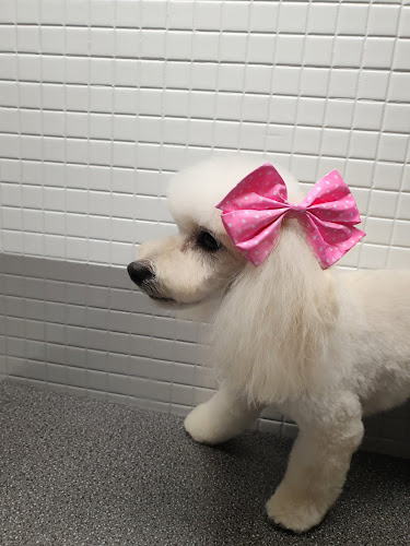 Tara Bell Peluquería Canina Doggroomer ️ en Balearic Islands