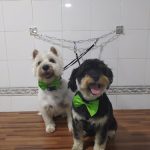 The Barber Dog Peluquería Canina – Peluquería Canina en Paterna