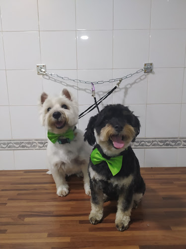 The Barber Dog Peluquería Canina en Valencia