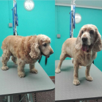 The Doghouse – Peluquería Canina en Vitoria-gasteiz