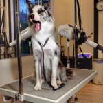 The Pelos – Peluquería Canina en Donostia-san Sebastian