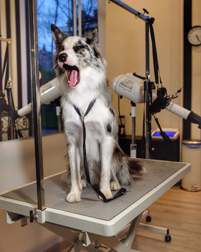 The Pelos en Gipuzkoa