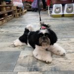 Tienda De Animales Y Peluquería Canina En Badalona | Leo Canin – Peluquería Canina en Badalona