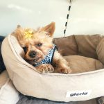 Tienda Y Peluqueria Canina Utebo – Peluquería Canina en Utebo