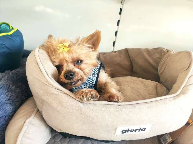 Tienda Y Peluqueria Canina Utebo en Zaragoza