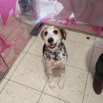 Tiendanimal – Peluquería Canina en Castellón De La Plana
