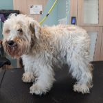 Tiendanimal – Peluquería Canina en Huércal De Almería