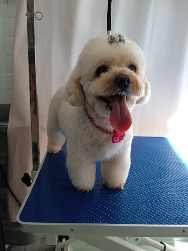 Tijeras Caninas en Málaga