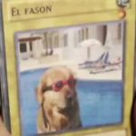Toelettatura Fazzone – Peluquería Canina en Las Palmas De Gran Canaria