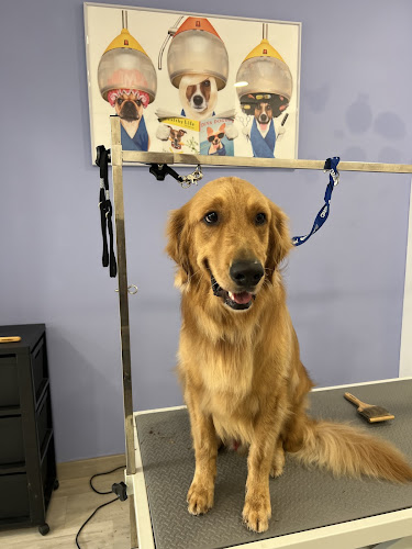 Tommy Perruqueria Canina en Barcelona