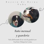 Top Knot Peluquería Canina – Peluquería Canina en Torrelavega