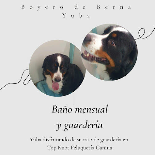 Top Knot Peluquería Canina en Cantabria