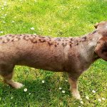 Traskilon Peluquería Canina Y Felina . Boutique Y Alimentación – Peluquería Canina en Arrasate