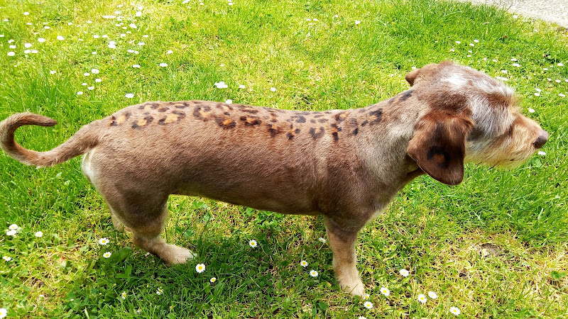 Traskilon Peluquería Canina Y Felina . Boutique Y Alimentación en Gipuzkoa