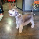 Tris-Tras – Peluquería Canina en Bilbao