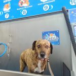 Tu Centro De Lavado Y Peluquería Canina Y Felina En Gijón – Peluquería Canina en Gijón