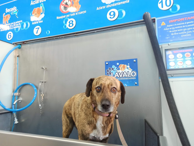 Tu Centro De Lavado Y Peluquería Canina Y Felina En Gijón en Asturias