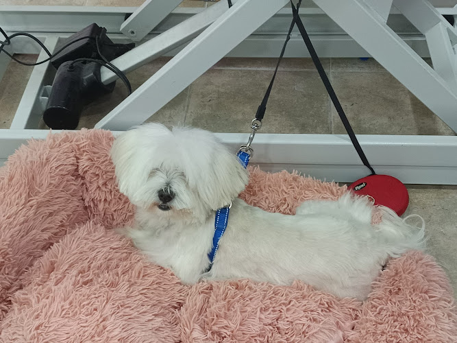 Tú Compi De Vida Escoscao en Zaragoza