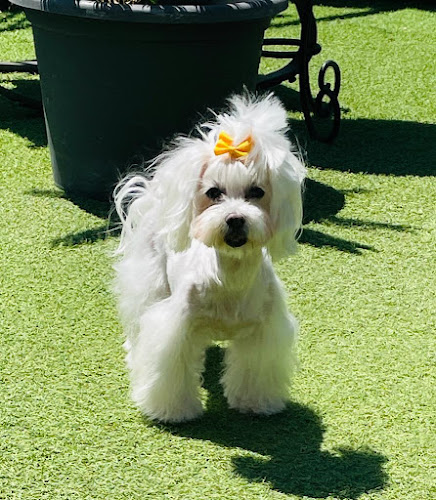 Tu Mejor Amigo en Zaragoza