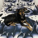 Tu Tienda De Animales – Peluquería Canina en Las Palmas De Gran Canaria