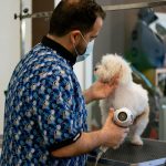 Tucan. Peluquería Canina Y Felina. – Peluquería Canina en Palma