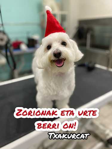 Txakur Cat en Biscay