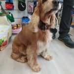 Txakurtxoko Peluquería Canina – Peluquería Canina en Ermua
