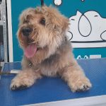 Txapoteando Felices Peluquería Canina Y Felina – Peluquería Canina en Bilbao