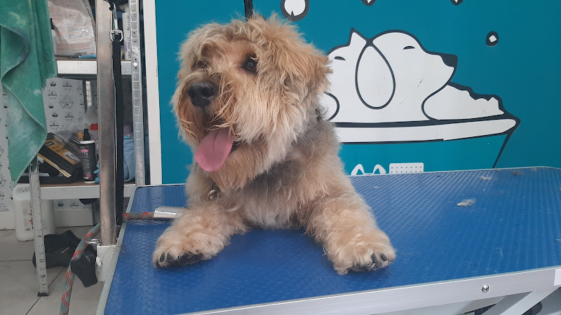 Txapoteando Felices Peluquería Canina Y Felina en Biscay
