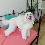 Txirikorda Peluquería Canina – Peluquería Canina en Vitoria-gasteiz