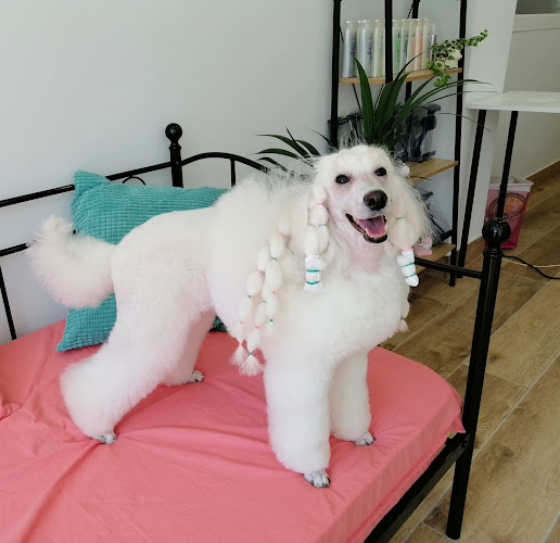 Txirikorda Peluquería Canina en Álava